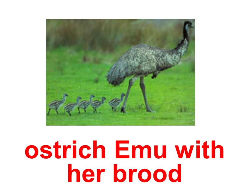 ostrich Emu with  her brood